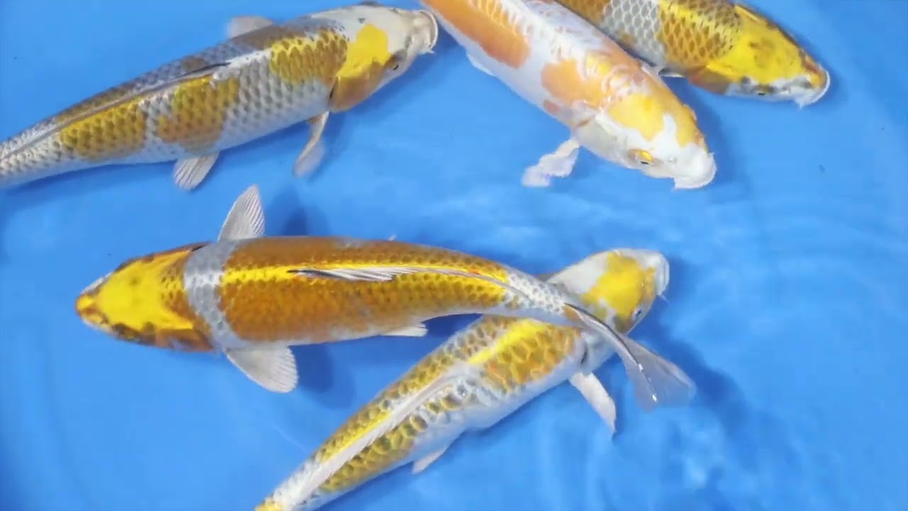 Aragoke - koi #x1106m016 - Ozumi Ikarashi Koi Farm