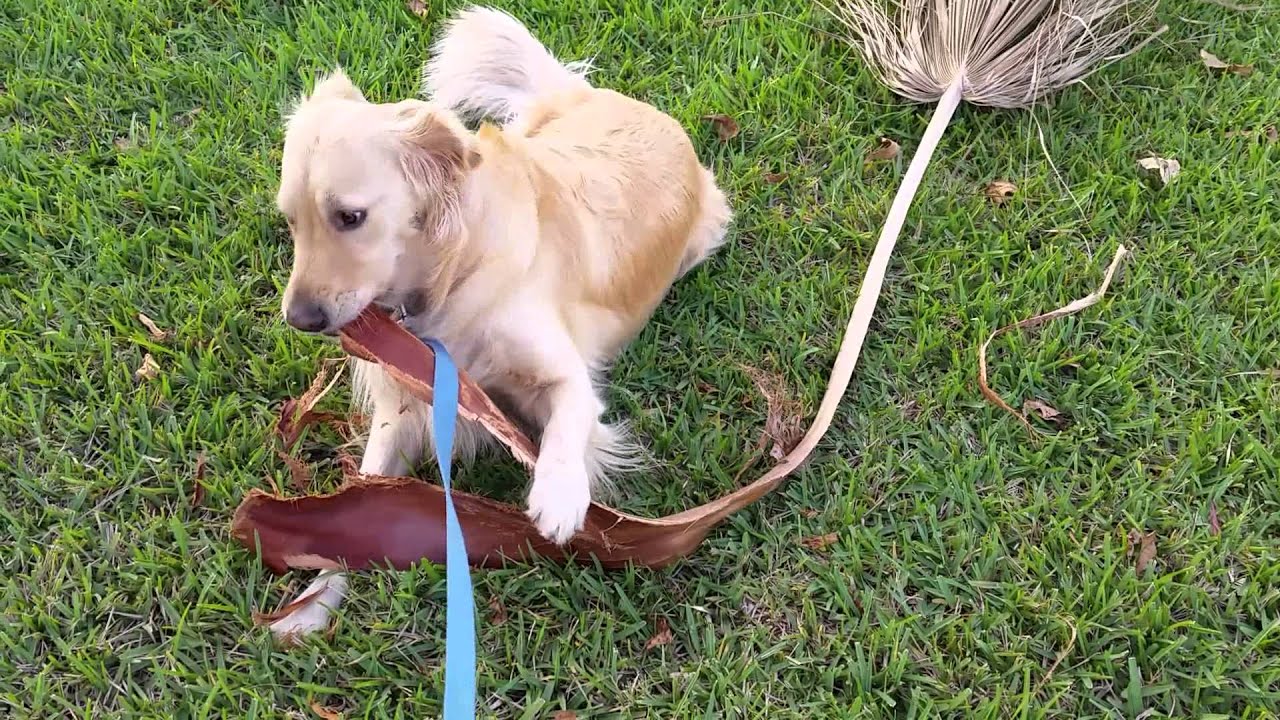 Funny Dog Tearing Apart Palm Frond In Park Weston, Broward County, FL