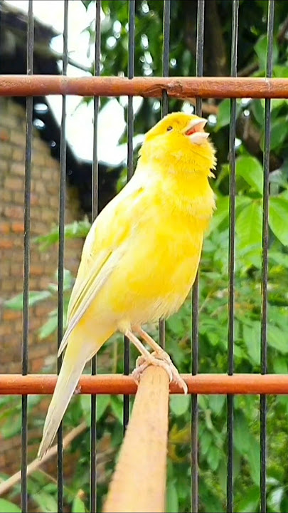 canary singing training #canary #bird #animal #kanarie #vogel #kanarienvogel