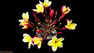 Blooming Plumeria, time lapse screenshot 5
