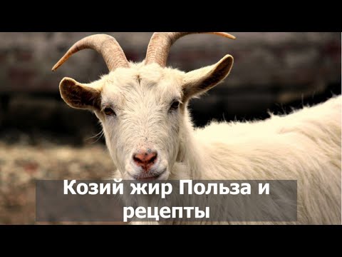 Козий жир. Польза. Рецепты народной медицины I Herbals-ua.com