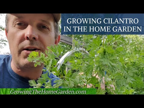 ვიდეო: რჩევები ბაღში კილანტროს გაშენებისთვის