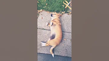 Puppy Wants A Belly Rub Shorts Puppy Dogs 