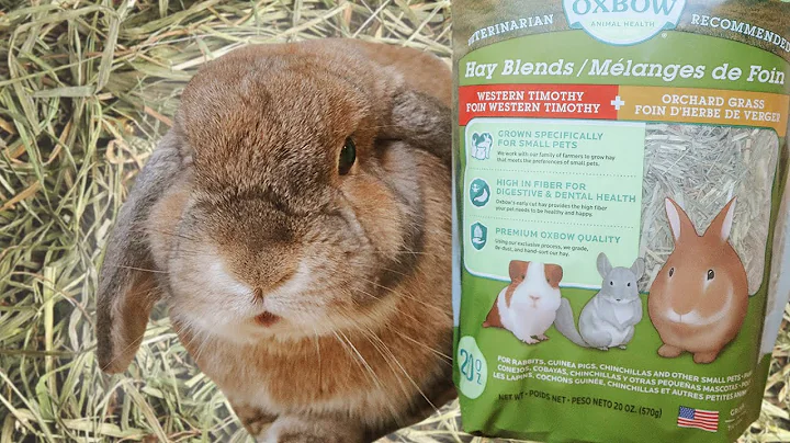 Maximisez l'utilisation du foin pour votre lapin !