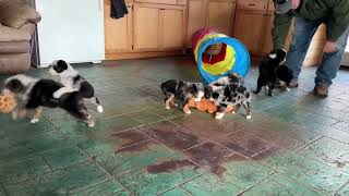 Journey’s litter of miniature Australian Shepherds are almost ready to go home! Lindsey’s Aussies
