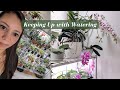 How to keep up with watering your indoor orchid  plant collection  200 orchids   part 1