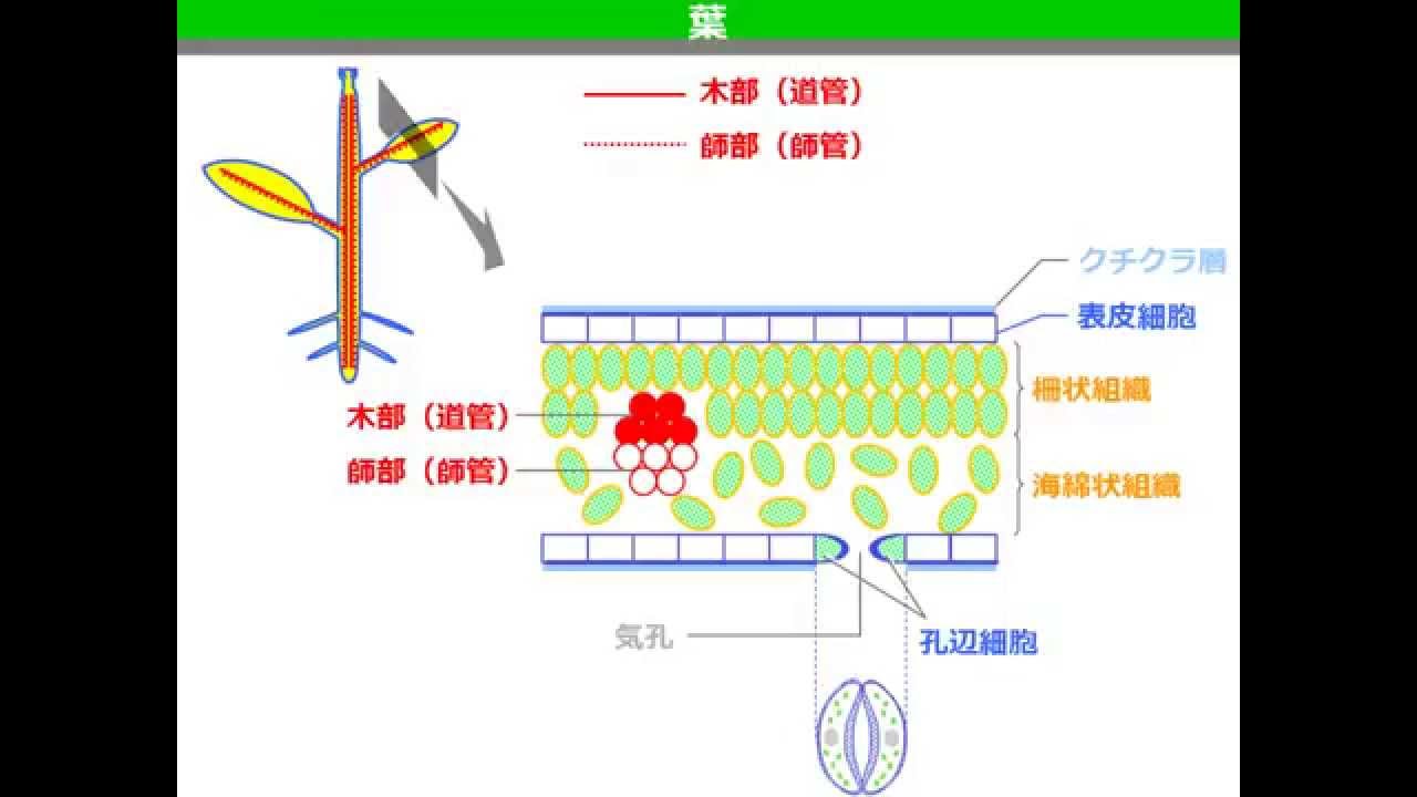 植物の組織 ゆうきのバイオロジー Youtube