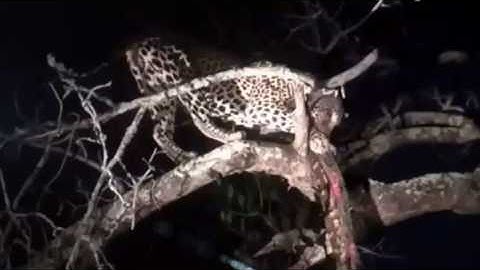 Leopard attacks and eat giant python