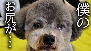 病院でお尻に注射を打たれた大泣きしてブチ切れました