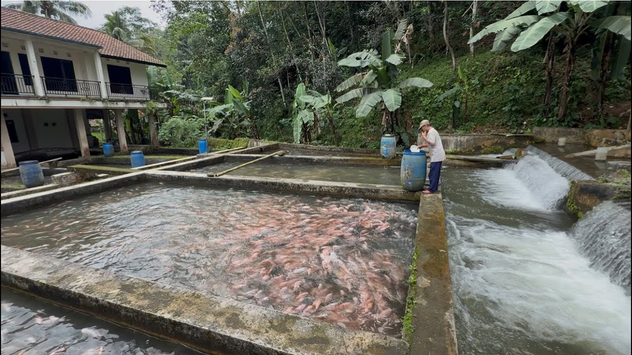 Замечательно, этот человек выращивает красную рыбу в пруду и может собрать 6 тонн.