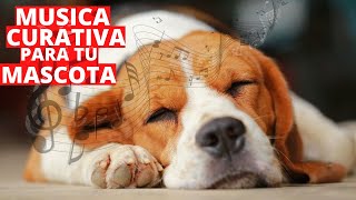 Música Clásica para Perros y Gatos Enfermos  Musica Relajante Sonidos Curativos