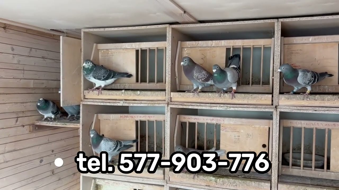 Czy przybłąkany gołąb może zostać asem gołębnika? Odpowiedź na końcu filmu