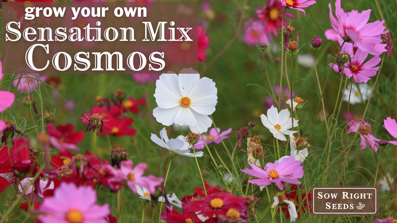 Sow Right Seeds Sensation Mix Cosmos YouTube