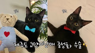고양이남매 중성화 수술 후 변화..? (중성화복, 고양이칫솔 추천)