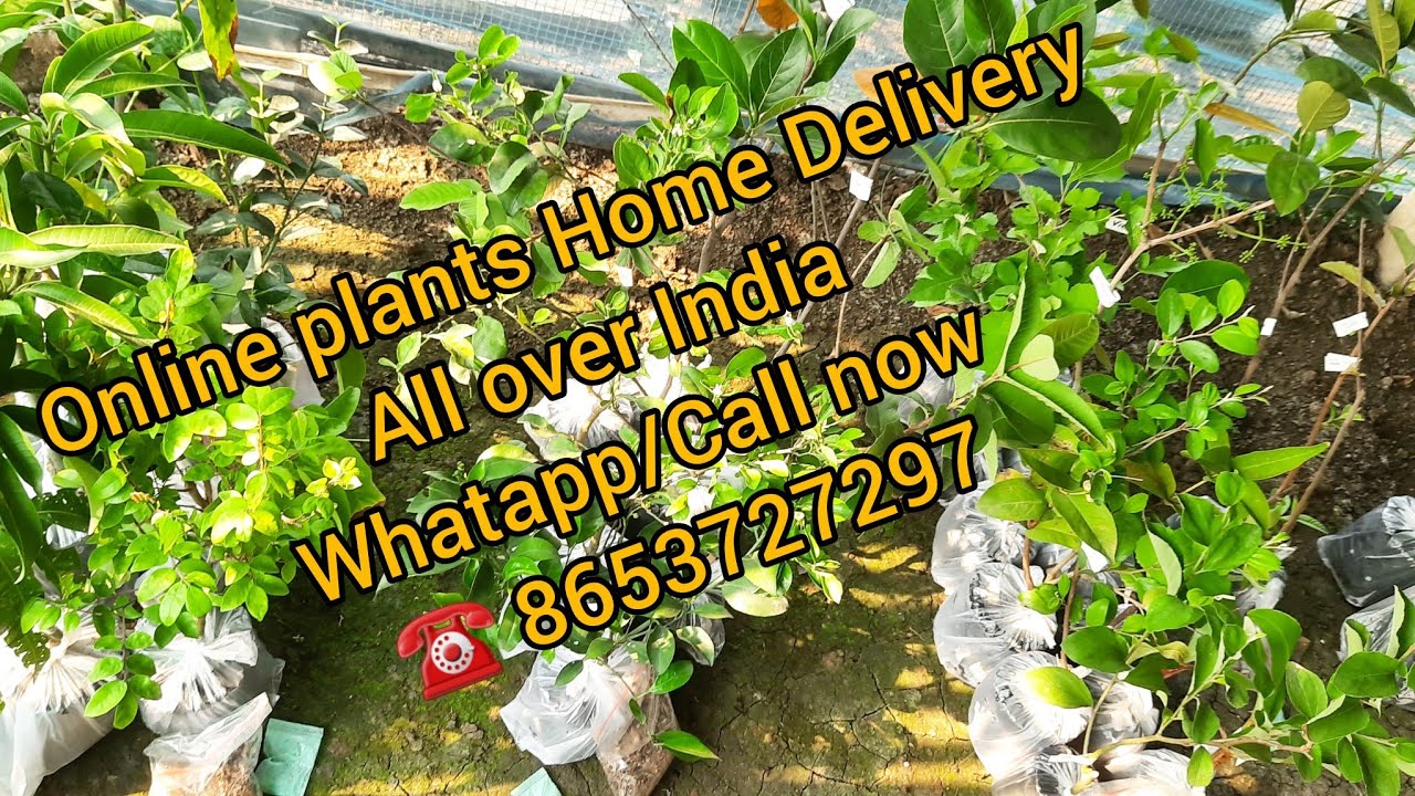 Online plants Home delivery All over India Whatapp/call now ☎️