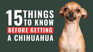 15 Things to Know Before Getting a Chihuahua Dog