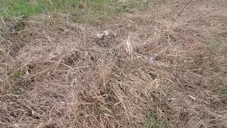 Reclaiming a Poor 1st Year Stand of Switchgrass