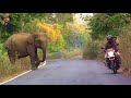 Hungry #Elephant# eating cardboard on road, very sad.