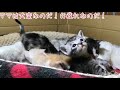 ゴミ捨て場で産まれた6匹の子猫とわこママの子育て記録