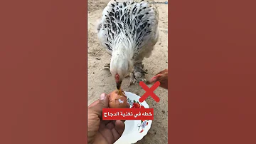 اخطاء في تغذية الدجاج 