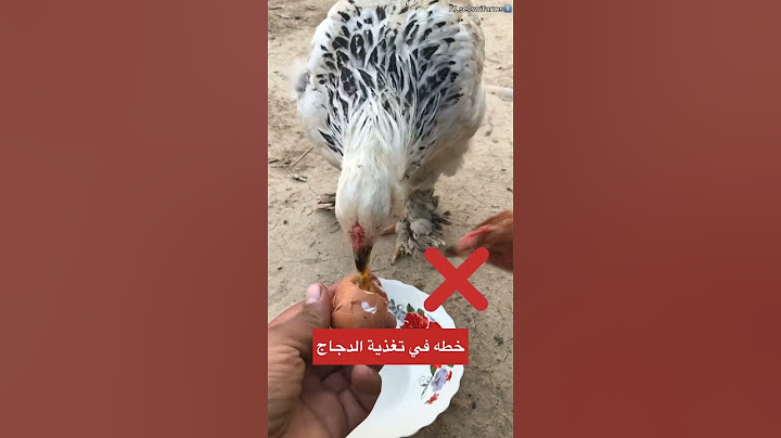اخطاء في تغذية الدجاج