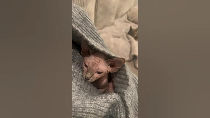 Video 5339751: sphynx funnycat, sphynx cute animals