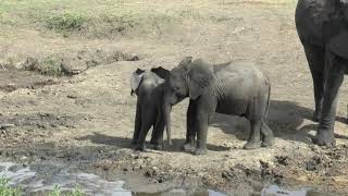 Bébé éléphant du Serengeti