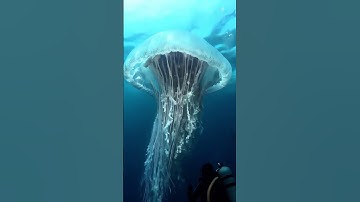 big jellyfish at pacific ocean #deepsea #ai #pacificocean #pacific #jellyfish #sealife #oceanlife