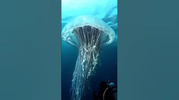 Big Jellyfish At Pacific Ocean Deepsea Ai Pacificocean Pacific Jellyfish Sealife Oceanlife 