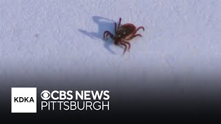 Doctor shares tick safety tips
