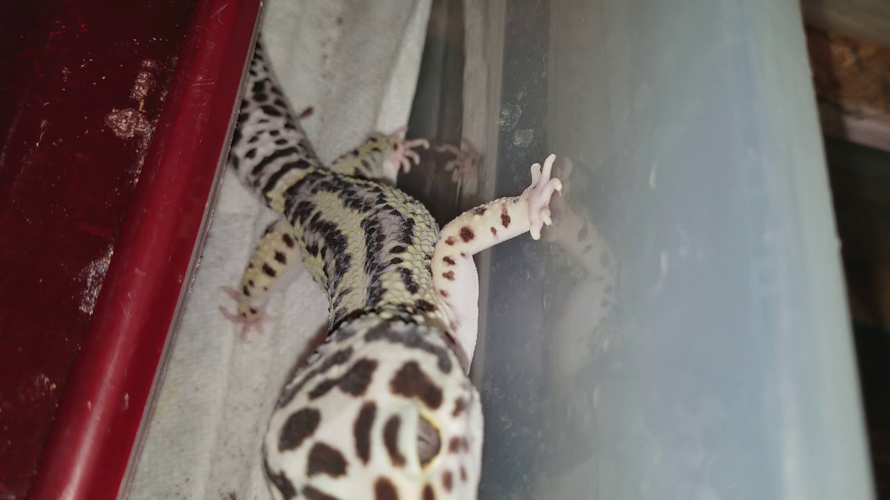 pythons for sale DEA SHORT