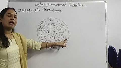 B.Sc. IInd Year, Extra Chromosomal Inheritance Continue