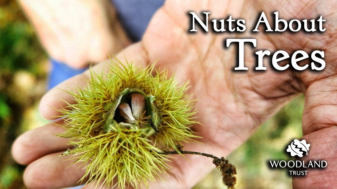 What Trees Produce Edible Nuts at Dakota Betty blog