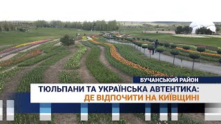Тюльпани та українська автентика: де відпочити на Київщині