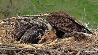 Decorah Eagles - North Nest 29.04.2024