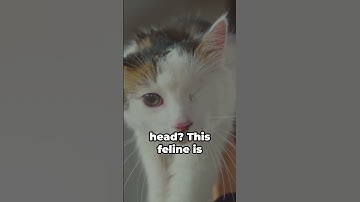 Decoding Feline Mysteries: Understanding  Cat Body Language.