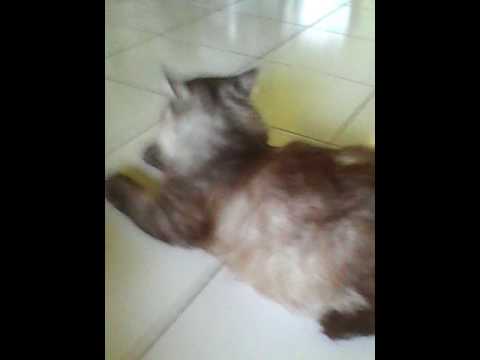 Kucing anggora himalaya tau saat di rekam