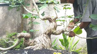 Programan bonsai Waru