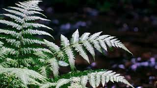Moonlit Fern Bank by Creek | Tinnitus Relief | Background Noise for Sleep and Study screenshot 5