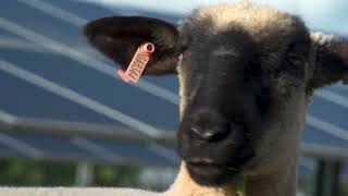 SSEMC Sheep on the Solar Farm 1920x1080 06 21 19r1