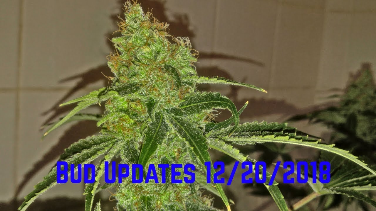Blueberry OG - Black d.o.g kush week 8 Bud Updates