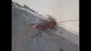 PEST CONTROL Des Moines  | (515) 200-2650 | 20% OFF 1st Spray