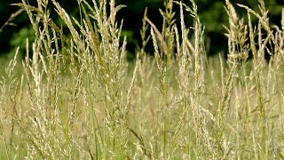 Lawn Mower Noise | ASMR Sound of Summer | Sleep, Relaxation & Calm | Chill Machine