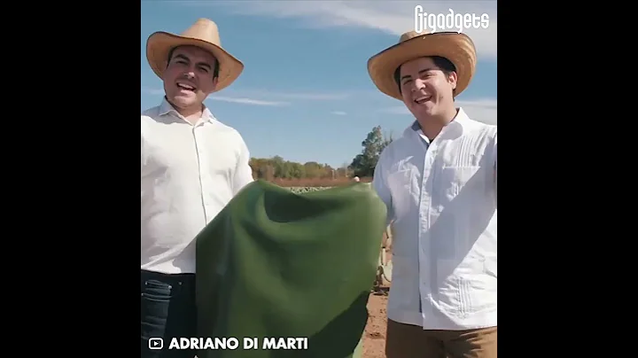 Desserto, the vegan leather made from cactus