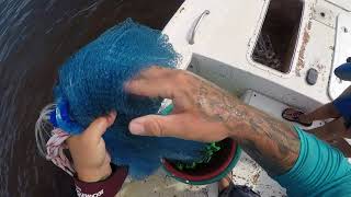 DAYTIME SHRIMPING IN DAYTONA BEACH