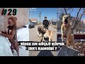 TİKTOK KÖPEK VİDEOLARI (SİZCE EN GÜÇLÜ KÖPEK IRK'I HANGİSİ ?) #29