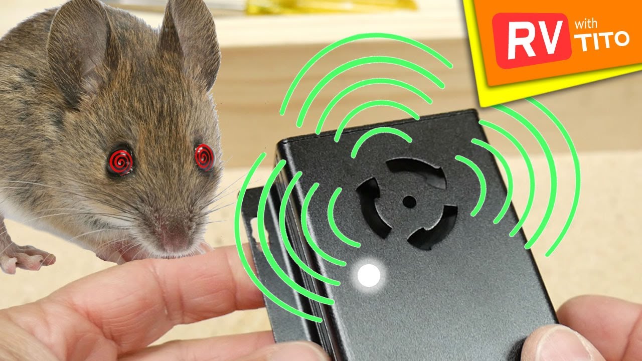 Включи звук отпугивающих. Мышь против крысы. Испуганная мышка. Ультразвук от крыс на участке кот. Звуки против крыс.