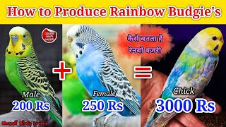 How to Produce Rainbow Budgie's//कैसे पैदा कर सकते हैं रेनबो कलर #birds