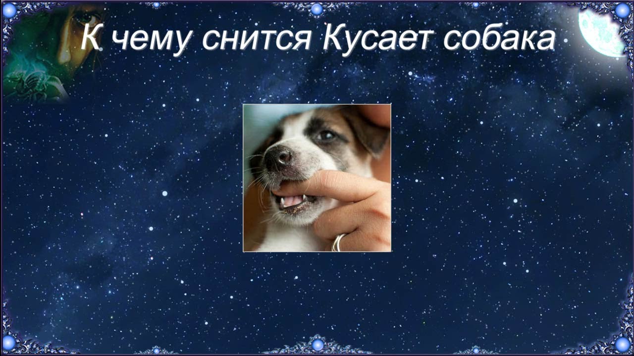 К чему снится Кусает собака (Сонник)