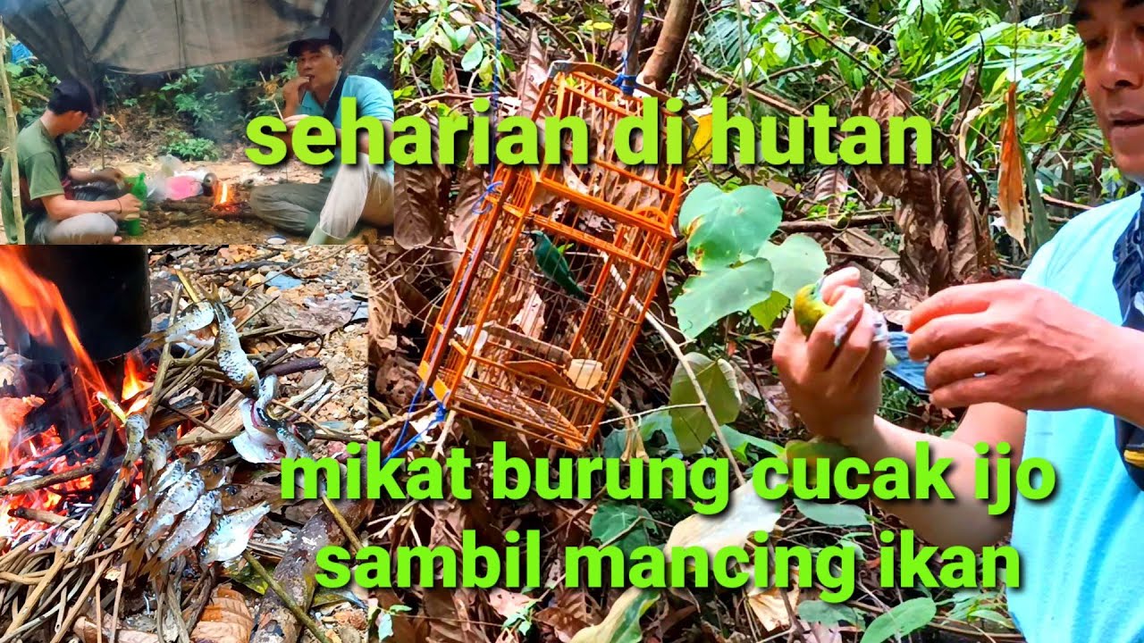 EKSPEDISI MIKAT BURUNG SAMBIL MANCING DAN LANGSUNG DI PANGGANG DI TENGAH HUTAN